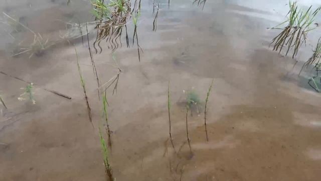 Из-за дождя../Уход за туркой/Какие маски для волос у меня есть на даче/Карьер/Чудесная поляна в лес смотреть онлайн