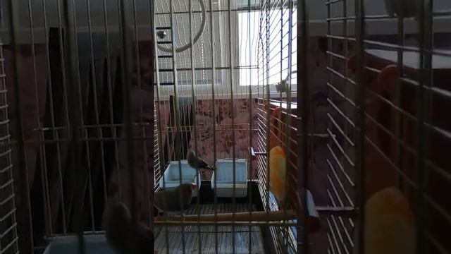 Мои амадины смотреть онлайн