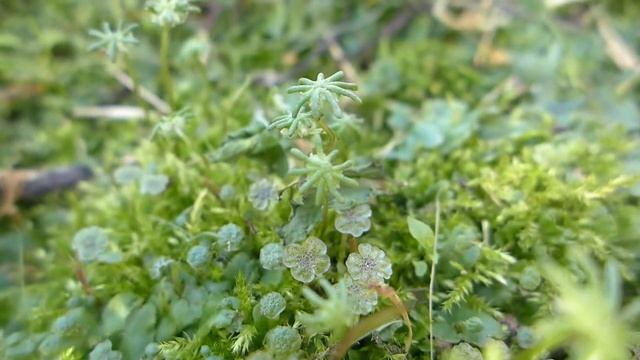 Как выглядит мох моршанция? Что это за звёздочки на ножках? смотреть онлайн