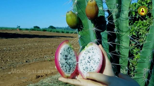 Cereus repandus /கோபுரக்கள்ளி மருத்துவம் /kopurakkalli health benefits смотреть онлайн