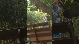 вуайеристы соседи. соседка  подсматривает