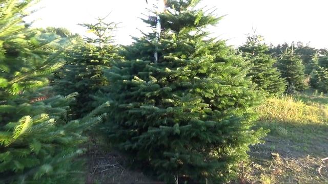 Пихта Нордмана (срубленная новогодняя пихта)  16788