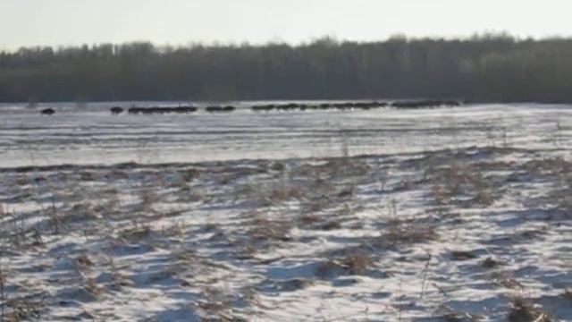 зубры под минском смотреть онлайн