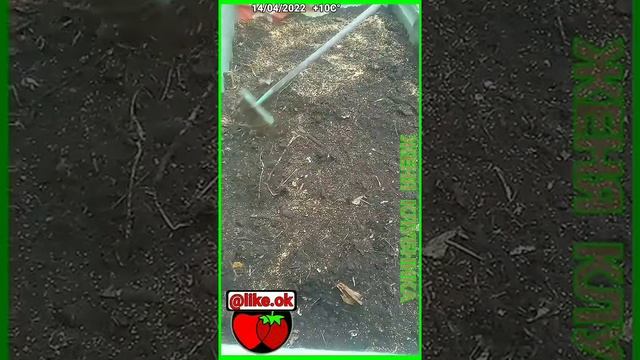 СЕЕМ СИДЕРАТЫ ГРЕЧИХА ВЕСНОЙ В КОМПОСТНУЮ КУЧУ смотреть онлайн