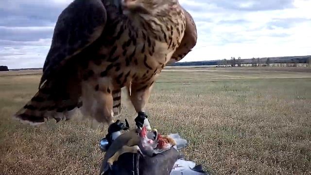Ястреб тетеревятник Первые свободные полеты/ Goshawk First Free Flights