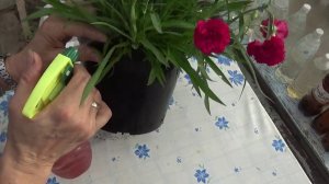 Гвоздика многолетняя,на зиму домой.