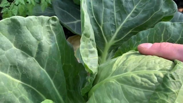 ПАНДИОН. Супер ранняя капуста в теплице. Урожай 2022 смотреть онлайн