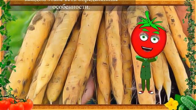 ПОСАДКА ЖЕЛТОЙ МОРКОВИ! смотреть онлайн