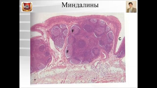 Лекция №19. Строение органов полости рта. Лекция по гистологии. смотреть онлайн