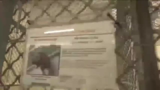 преданый пес не выдержил и заплакал смотреть онлайн