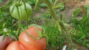 Томат Советский 2020