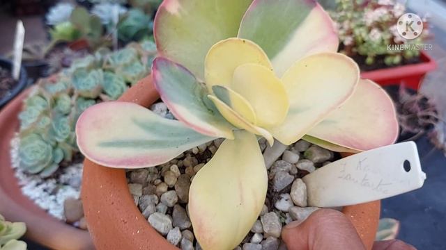 Suculentas LINDAS com IDENTIFICAÇÃO + Forma de Cultivo das suculentas VARIEGATAS смотреть онлайн