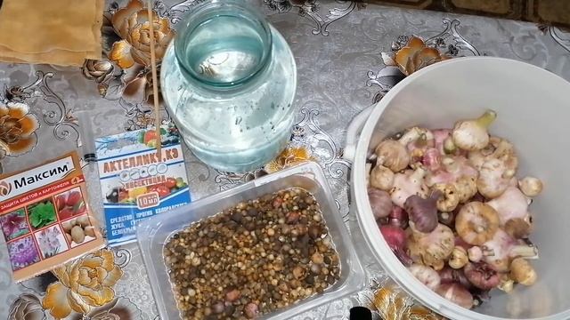 КАК ПРАВИЛЬНО ПОДГОТОВИТЬ ЛУКОВИЦЫ ГЛАДИОЛУСОВ К ЗИМЕ? УБОРКА И ХРАНЕНИЕ! смотреть онлайн
