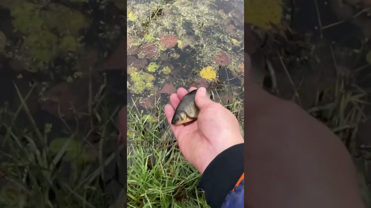 Черный карась #карась #карп #рыбалкакстово смотреть онлайн
