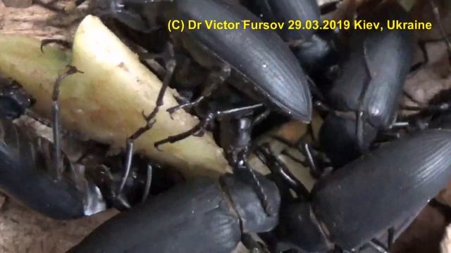 Хотят Ли Пить Жуки Зофобусы в Культуре? Как Разводить Жука Зофобаса (Зоофобаса, Зофобуса, Zophobas)