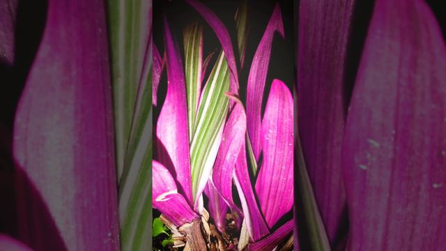 rhoeo plant in home garden#boat lilly#Tradescantia spathacea смотреть онлайн