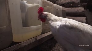 Сыворотка курам