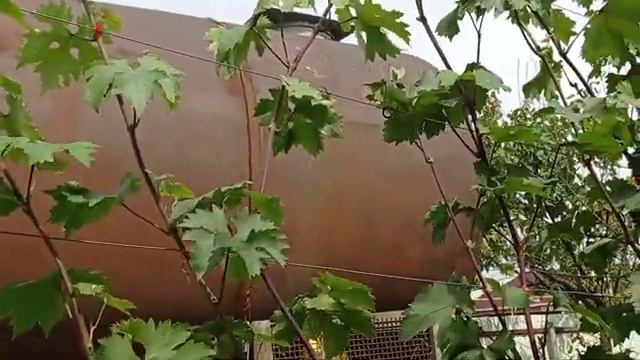 "Простая" подкормка винограда наглядно ! смотреть онлайн