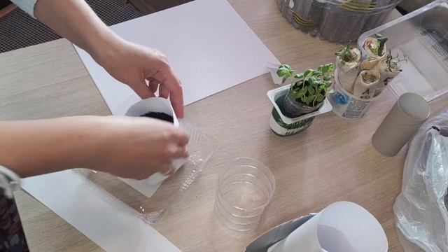 31. РАСТВОРИМЫЙ стаканчик для РАССАДЫ. За 1 минуту. БЕЗ ПЕРЕВАЛКИ. смотреть онлайн