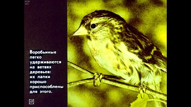 Диафильм Биология птиц леса /диафильм по биологии для 7 класса/ смотреть онлайн