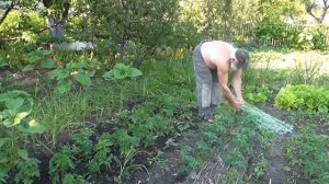 Прополка и имульчирование помидор полынью