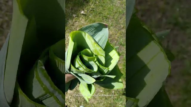 #shorts #лукчеснок #рокамболь #лукбатун Мой весенний салат смотреть онлайн