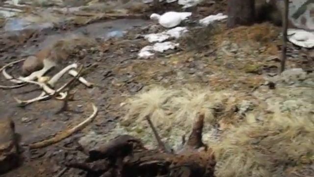 Музей природы Беловежская пуща - первобытные охотники смотреть онлайн