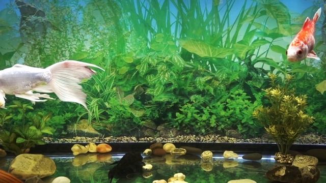 УХОД за РЫБКАМИ /в ПРУДУ и АКВАРИУМЕ смотреть онлайн