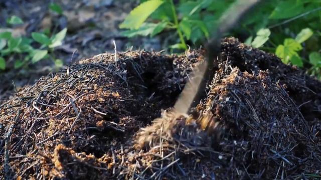 Муравейник, христианский рассказ для детей смотреть онлайн