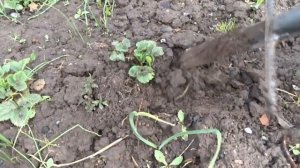 Работа с одуванчиками! Чудесный корнеудалитель!