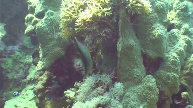 Красноморский клюворыл (Gomphosus caeruleus) — различия между самцами, самками и молодыми особями. смотреть онлайн