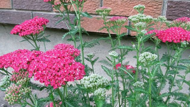 Achillea millefolium Growing Guide - What is Yarrow? смотреть онлайн