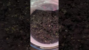 Вероника колосковая из семян. 17.02.24. как посеять веронику колосков.