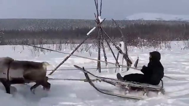 Уникальный перегон оленей стартовал в отдаленном районе Якутии смотреть онлайн