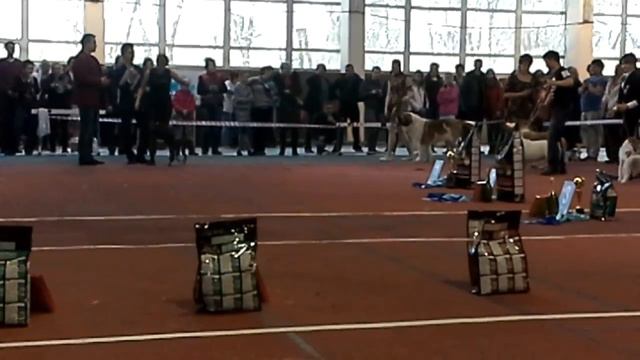 Сасиб. Казахстан. Караганда. Аляскинкий маламут Волчан. CAC. CACIB. ЛПП. Bis-2 смотреть онлайн