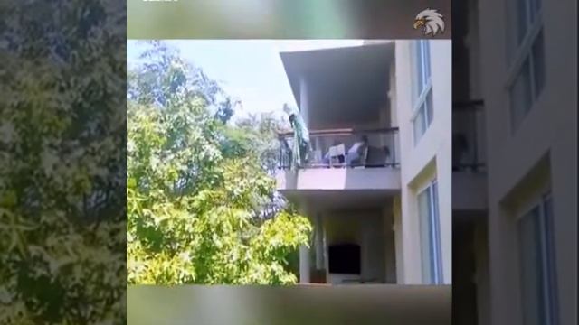 Полет павлина ! Потрясающее зрелище !!! смотреть онлайн