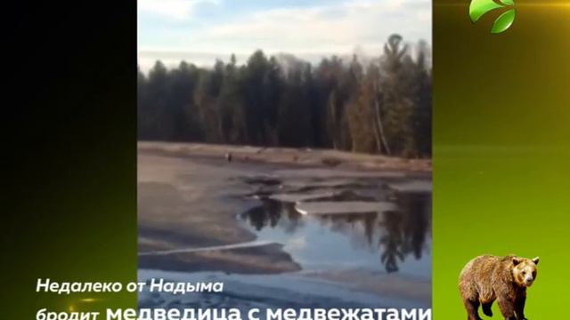 Недалеко от Надыма замечена медведица с медвежатами смотреть онлайн