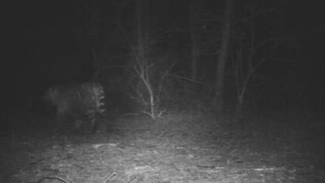 Амурский тигр. Видео с фотоловушки в заповеднике смотреть онлайн