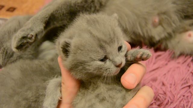 Дневник котят #2 | День 12 - Котята и Кошка смотреть онлайн