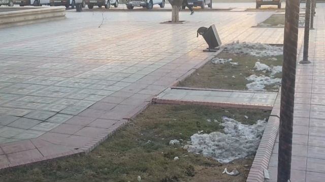 Шустрый кот.smart cat смотреть онлайн