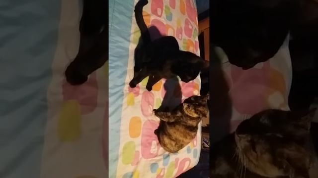 Amistad de gatos adoptados - Vladimir y Canela смотреть онлайн