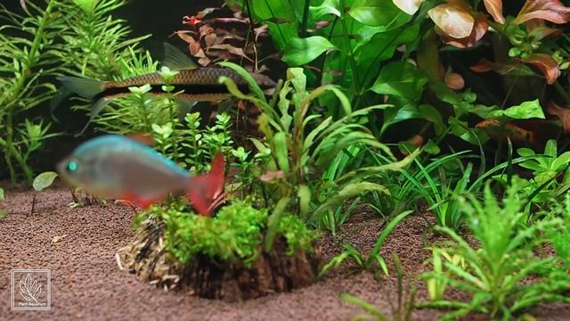 Три недели после запуска аквариума на подложке  Tropica Plant Growth Substrate и грунте Флоратон