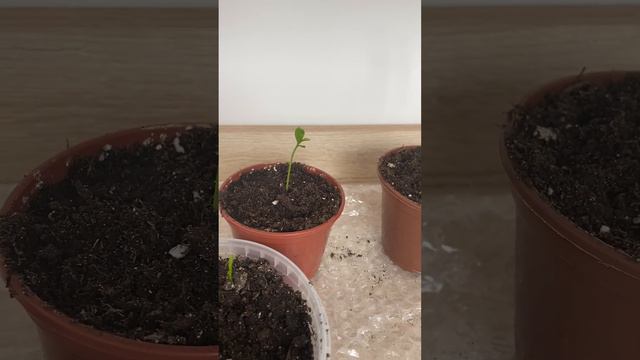 Рассказываю о своих цветах смотреть онлайн