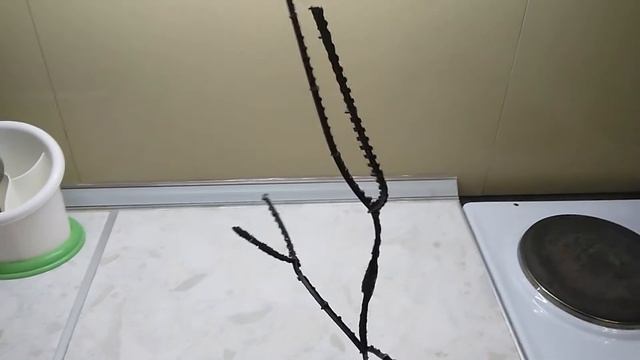 "Дерево" из яванского мха в аквариуме смотреть онлайн