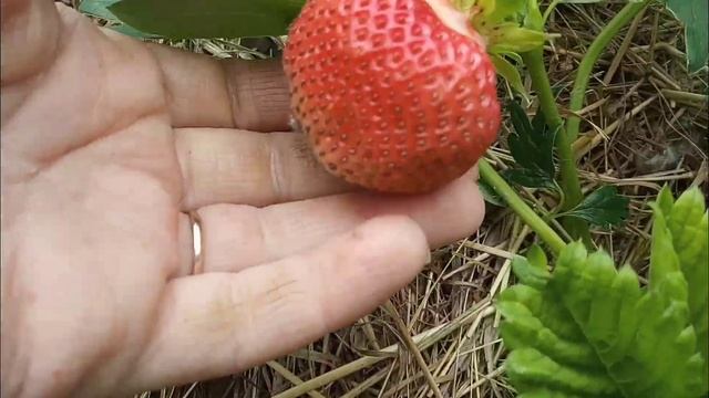 Уход за клубникой во время плодоношения. Strawberry смотреть онлайн