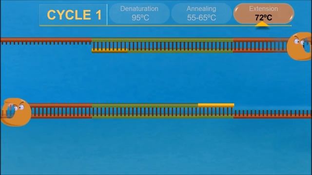 PCR - Polymerase Chain Reaction (IQOG-CSIC) смотреть онлайн