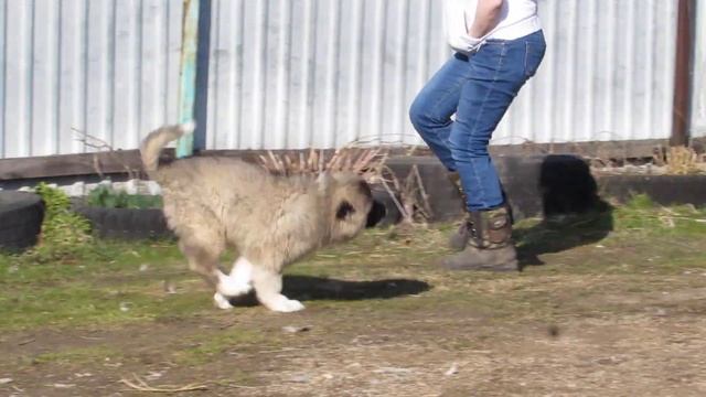 щенок-сука кавказской овчарки, 2,5 месяца смотреть онлайн