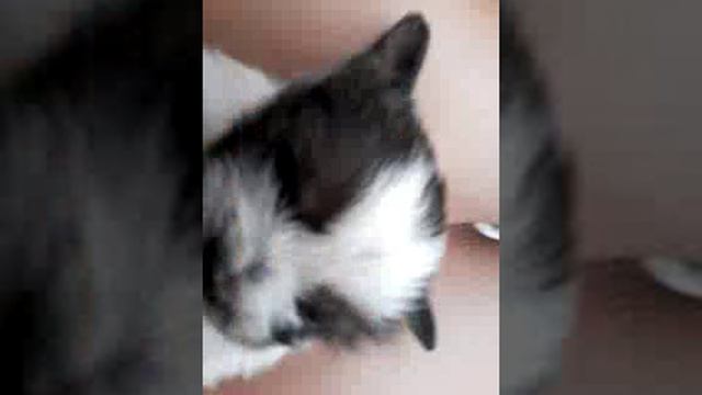 Кутята) смотреть онлайн