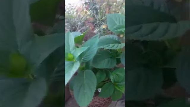Отзыв получателя-благодарю за обратную связь🤗💜🌸Саженцы в наличии 8-918-105-60-69… смотреть онлайн