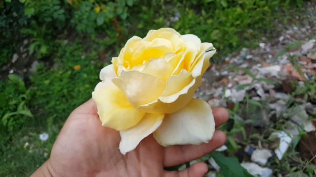 Emma de Vidal / Leo Vidal - rosa - rosier - rose